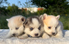 Photo №4. I will sell pomeranian in the city of Belgrade.  - price - Is free