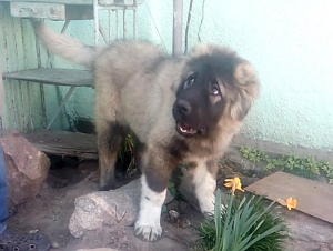 Photo №2 to announcement № 6371 for the sale of caucasian shepherd dog - buy in Ukraine private announcement, breeder