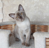 Photo №2 to announcement № 63440 for the sale of burmese cat - buy in Belarus from nursery, breeder