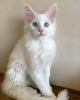 Photo №3. mainecoon kittens for free adoption. Germany