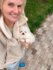 Photo №2 to announcement № 27902 for the sale of pomeranian - buy in Germany private announcement