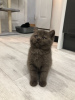 Photo №3. Vaccinated British shorthair kittens available for sale. Germany