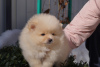 Additional photos: Pomeranian girl