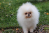 Photo №1. pomeranian - for sale in the city of Minsk | 1162$ | Announcement № 67907