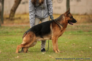 Photo №2. Mating service german shepherd. Price - 201$