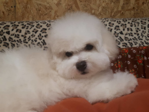 Photo №4. I will sell bichon frise in the city of Москва. breeder - price - Negotiated