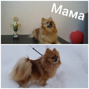 Photo №2 to announcement № 2452 for the sale of pomeranian - buy in Russian Federation from nursery, breeder