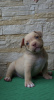 Photo №4. I will sell american bully in the city of Москва. breeder - price - 651$