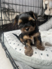 Additional photos: Miniature yorkie-boys