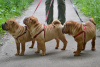 Photo №4. I will sell shar pei in the city of Kaluga. private announcement - price - negotiated