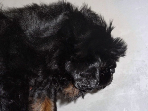 Photo №2 to announcement № 5980 for the sale of tibetan mastiff - buy in Russian Federation private announcement