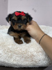 Photo №4. I will sell yorkshire terrier in the city of Minsk. private announcement - price - 333$