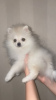 Photo №3. Pomeranian. Sale. POMERANIAN PUPPY. SALE.. Russian Federation