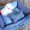 Additional photos: pomeranian