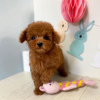 Photo №1. poodle (toy) - for sale in the city of Валлетта | 423$ | Announcement № 58283
