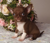 Photo №4. I will sell chihuahua in the city of Москва. from nursery, breeder - price - 869$