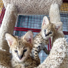 Photo №2 to announcement № 99646 for the sale of savannah cat - buy in Austria private announcement, from nursery, from the shelter