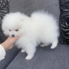 Photo №1. pomeranian - for sale in the city of Aalst | 402$ | Announcement № 96197