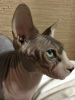 Additional photos: Stunning Bicolor Canadian Sphynx Male