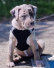 Photo №1. great dane - for sale in the city of Братислава | 423$ | Announcement № 118205