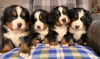 Photo №3. Stunning Bernese Mountain Dog Puppies. United States