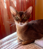 Additional photos: Abyssinian kittens from Arwen of UA, litter Y!