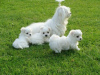 Photo №1. non-pedigree dogs - for sale in the city of Helsinki | negotiated | Announcement № 118949