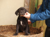 Photo №2 to announcement № 38314 for the sale of non-pedigree dogs - buy in Serbia private announcement
