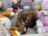 Photo №3. Boxer puppies. United States