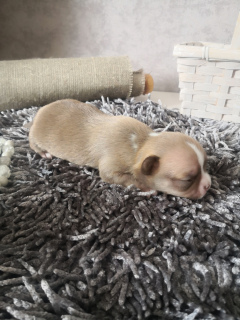 Additional photos: Chihuahua puppies fcl 4 girls and 4 boys from titled parents, dad champion of