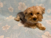 Photo №2 to announcement № 105359 for the sale of yorkshire terrier - buy in Germany breeder