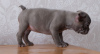 Photo №4. I will sell french bulldog in the city of Дрезден. private announcement, breeder - price - 317$