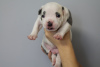 Photo №4. I will sell staffordshire bull terrier in the city of Kishinev. breeder - price - 845$