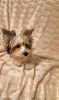 Additional photos: Yorkshire Terrier