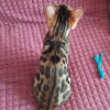 Photo №2 to announcement № 15904 for the sale of bengal cat - buy in Belarus private announcement, from nursery