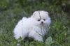 Photo №2 to announcement № 118335 for the sale of pomeranian - buy in Germany private announcement