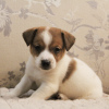 Photo №1. jack russell terrier - for sale in the city of Москва | 0$ | Announcement № 81438