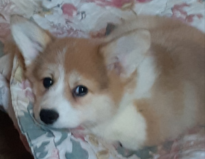 Photo №4. I will sell welsh corgi in the city of St. Petersburg. from nursery - price - 909$