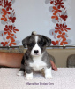 Photo №2 to announcement № 11152 for the sale of welsh corgi - buy in Russian Federation breeder