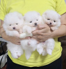 Photo №4. I will sell german spitz in the city of Belgrade. private announcement - price - negotiated