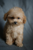 Photo №3. Luxurious boy maltipoo micro mini, tikap. Germany