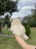 Photo №1. pomeranian - for sale in the city of Афины | 1560$ | Announcement № 30262