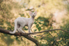 Photo №1. devon rex - for sale in the city of Москва | 1500$ | Announcement № 20686