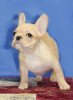 Photo №4. I will sell french bulldog in the city of Tula. breeder - price - 341$