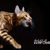 Photo №2 to announcement № 9521 for the sale of bengal cat - buy in Belarus from nursery