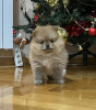 Additional photos: Pomeranian Spitz