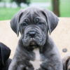 Photo №4. I will sell cane corso in the city of Munich. private announcement - price - Is free