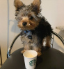 Photo №1. yorkshire terrier - for sale in the city of Los Angeles | negotiated | Announcement № 127562