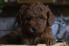 Photo №2 to announcement № 108218 for the sale of poodle (toy) - buy in Turkey breeder