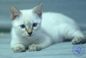 Photo №3. Latest kittens from world champion Leonardo Sanchitos. Russian Federation